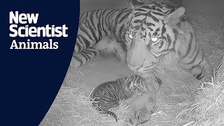 First moments of rare Sumatran tiger cub born at ZSL London Zoo [upl. by Neveda]