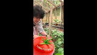 Maximise Your Tomato Plants Growth when and how to Pinch Out Side Shoots shorts gardening [upl. by Gnut]