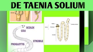 la morphologie de taenia solium [upl. by Hendon]