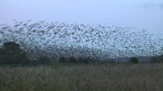 An Otmoor Murmuration [upl. by Brink]