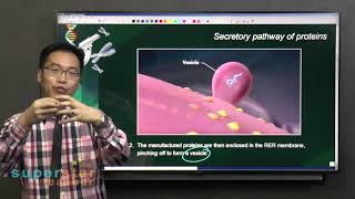 S3 Biology Secretory Pathway of Proteins [upl. by Canon636]