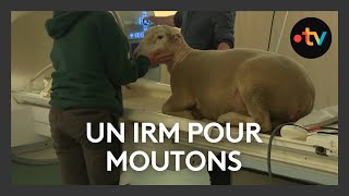 Un IRM pour moutons sans anesthésie une première mondiale en Touraine [upl. by Pelaga96]