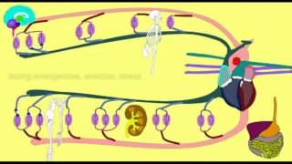 VASOCONSTRICTION DIRECTING BLOOD FLOW [upl. by Virnelli389]