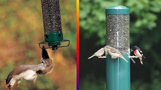 Top 5 Best Squirrel Proof Bird Feeders Review in 2023 [upl. by Kcarb573]