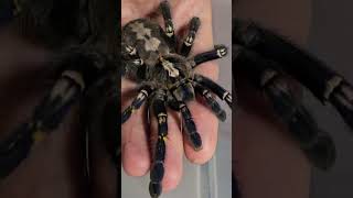 Poecilotheria metallica female [upl. by Consalve]