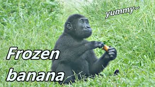 Gorilla Djeeco family tasted frozen banana  大猩猩迪亞哥家族品嚐冷凍香蕉 [upl. by Zamir467]