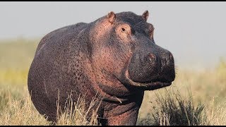 Hippo Voices  Hippo Sound Effect [upl. by Thistle]