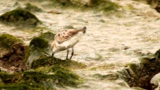 Rednecked Stint Calidris ruficollis  Rotkehlstrandläufer [upl. by Cher]