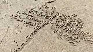 Sandkrabbe Scopimera Globosa quotthe sand bubbler crabquot [upl. by Arraeic255]