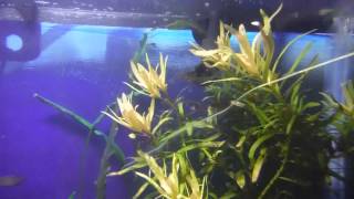 Episode 79  Chili Rasbora [upl. by Gordon]