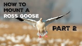 TAXIDERMY  HOW TO Mount WATERFOWL Pt 2 [upl. by Fleisher754]