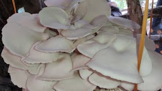 Village mom harvest oyster mushrooms for sale  Indian rural life harvesting this video topic [upl. by Lennahs]