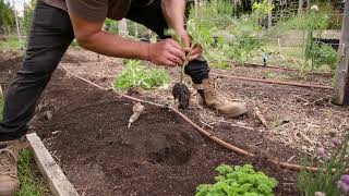 Planting Andreas Italian Tomatoes [upl. by Fanny]