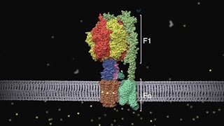 ATP synthase Structure and Function [upl. by Ahsaeym]