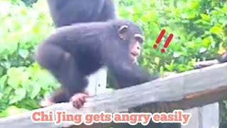 琪靚愛生氣🐵🐵Chimpanzee IntelligenceWildlife Rescue StoriesFunny Animal ClipsAnimal Learning [upl. by Maggee]