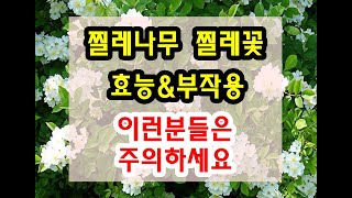 찔레꽃 찔레나무 효능과 부작용 잘 알고 드셔야해요 [upl. by Milena]