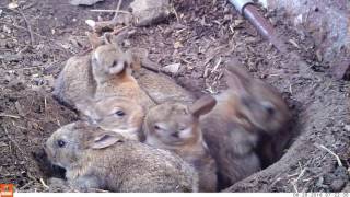 Young life  Baby rabbits and their mom Bushnell Nature View [upl. by Stafford653]