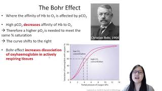 Chapter 82  Transport of O2 and CO2 Bohr Effect  Cambridge ALevel 9700 Biology [upl. by Aihcats384]