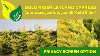 GOLD RIDER LEYLAND CYPRESS  Cupressocyparis leylandii Gold Rider  Monrovia [upl. by Donelu]