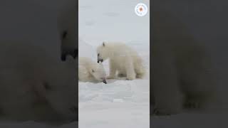 Exploring the Arctic Wonderland A Journey to Svalbard Norway  shorts svalbard norway europe [upl. by Nidya]