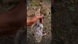 Female vs male chicking youtubeshorts foryou viralshort tredingshorts [upl. by Atirys]