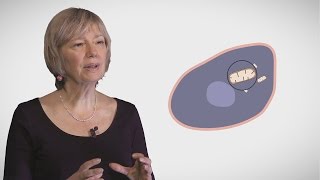 MOOC côté cours  La mitochondrie  généralités [upl. by Ocram]