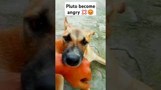 100k views and 10k likes target streetdogpluto streetdog doglover funnydogshorts trending [upl. by Namia]