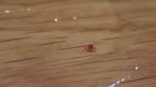 Tiny red spider mite  Tetranychus urticae [upl. by Atews]