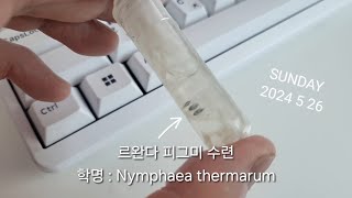 르완다 피그미 수련 Nymphaea thermarum 1일차 [upl. by Nayrbo]