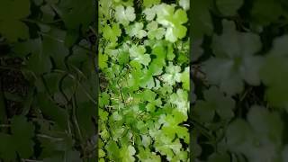 Hydrocotyle Tripartita [upl. by Onitselec]