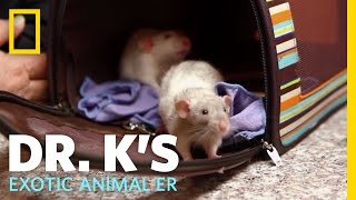 Oh Rats  Dr Ks Exotic Animal ER [upl. by Halla661]