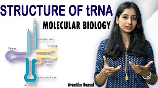 Structure of tRNA II Transfer RNA I Molecular Biology I Detailed Explanation [upl. by Bettye26]