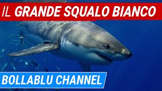 Il grande squalo bianco film documentario di Jacques Cousteau [upl. by Eniar]