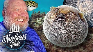 TÖDLICHER FUGU  KUGELFISCH WIRKLICH GIFTIG  NORBERTS WELT  Zoo Zajac [upl. by Analart]