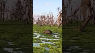 Hippo walking through the Safari Park  Short Video [upl. by Yasdnyl]