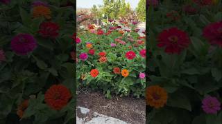 Seed saving California Giant Zinnias seedsaving garden zinnias cutflowergarden [upl. by Eulau]