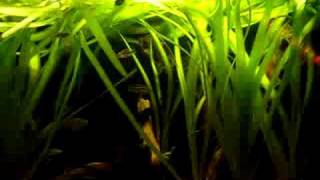 My Purple Cichlids in fish tank  Purpurprachtbarsche 22 [upl. by Novahs]