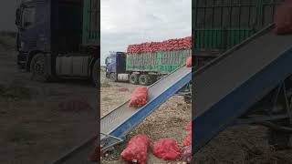 Truck Loading conviar belt 😱😱😱youtubeshorts machine shortsviral [upl. by Stonwin730]