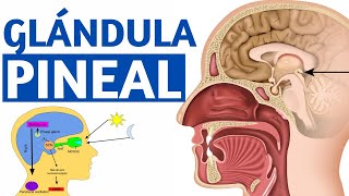 ¿Qué es la GLÁNDULA PINEAL Funciones y características Explicación FÁCIL🧠 [upl. by Dwaine]