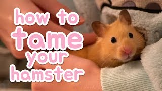 🐹 How to tame your hamster 🐹 [upl. by Borlase683]