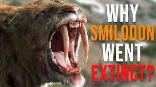 Why Did the SaberTooth Tiger Smilodon Go Extinct [upl. by Quillan539]