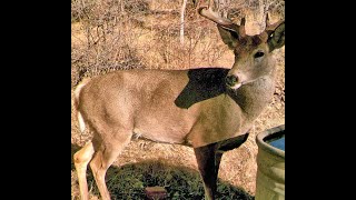 Wildlife camera at water tank in Chiricahua Mountains south east Arizona Cochise Co Live streaming [upl. by Eimam757]