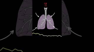 AUSCULTACIÓN PULMONAR RONCUS ruidos pulmonares normales y anormales medicina shorts [upl. by Siloum]