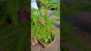 Araucaria Plant Norfolk Island Pine IndoorOutdoor Indoor Plant For Home amp Garden araucaria [upl. by Nipsirc]