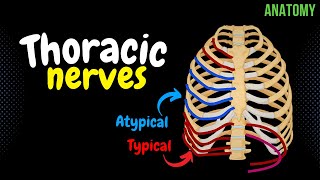 Thoracic Nerves Intercostal  Subcostal  Anatomy [upl. by Tohcnarf]