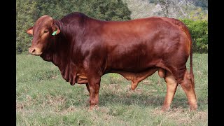 Bunya Bull Sale 2024 Lot 4 Nindethana Oberton PH D5 [upl. by Yoreel]