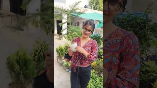 Araucaria  एक ऐसा evergreen 🌲 पौधा जो धूप छाव दोनो जगह चल सकता है 🌲 araucaria gardening [upl. by Htelimay]