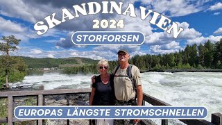 Skandinavien 2024 spannende Reise zu den längsten Stromschnellen Europas Storforsen wir zeigen 👉 [upl. by Ormsby]