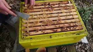 Apis mellifera mellifera lthl B24CS Супер весна [upl. by Zaneta]