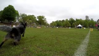 Slow Motion Dog Using Dew Claws [upl. by Bolme]